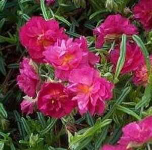 Helianthemum 'Cerise Queen' geen maat specificatie 0,55L/P9cm - afbeelding 5