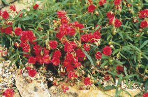 Helianthemum 'Cerise Queen' geen maat specificatie 0,55L/P9cm - afbeelding 6