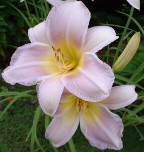 Hemerocallis 'Catherine Woodbury' geen maat specificatie 0,55L/P9cm