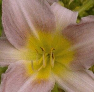 Hemerocallis 'Catherine Woodbury' geen maat specificatie 0,55L/P9cm