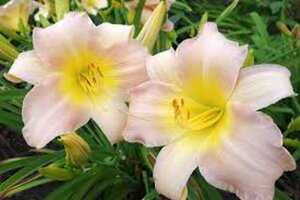 Hemerocallis 'Catherine Woodbury' geen maat specificatie 0,55L/P9cm - afbeelding 2