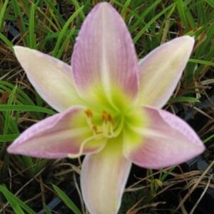 Hemerocallis 'Catherine Woodbury' geen maat specificatie 0,55L/P9cm - afbeelding 4