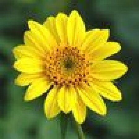 Helianthus dec. 'Capenoch Star' geen maat specificatie 0,55L/P9cm