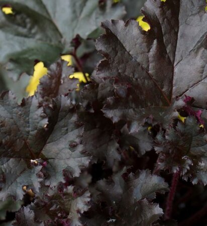Heuchera 'Dark Secret' geen maat specificatie 0,55L/P9cm - afbeelding 2