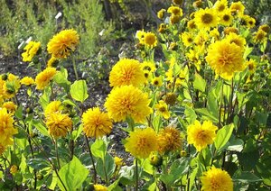 Helianthus dec. 'Soleil d'Or' geen maat specificatie 0,55L/P9cm