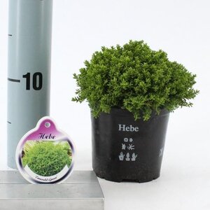 Hebe 'Emerald Gem' + 4gREEN gLOBE4 10-15 cm P10,5cm