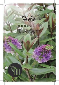 Hebe franciscana 'Blue Gem' geen maat specificatie cont. 10L