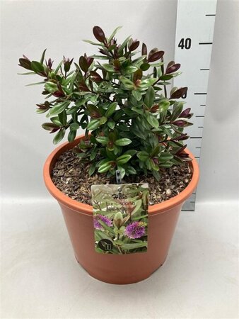 Hebe franciscana 'Blue Gem' geen maat specificatie cont. 10L - afbeelding 2