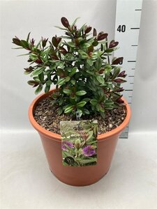 Hebe franciscana 'Blue Gem' geen maat specificatie cont. 10L - afbeelding 2