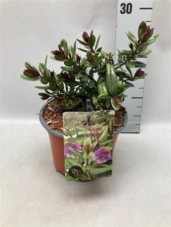 Hebe franciscana 'Blue Gem' geen maat specificatie cont. 2,0L