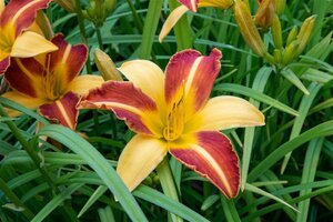 Hemerocallis 'Frans Hals' geen maat specificatie 0,55L/P9cm