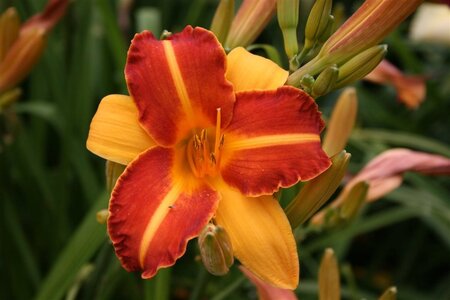 Hemerocallis 'Frans Hals' geen maat specificatie 0,55L/P9cm - afbeelding 9