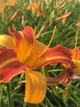 Hemerocallis 'Frans Hals' geen maat specificatie 0,55L/P9cm - afbeelding 5