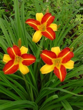 Hemerocallis 'Frans Hals' geen maat specificatie 0,55L/P9cm - afbeelding 7