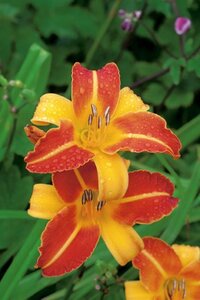 Hemerocallis 'Frans Hals' geen maat specificatie 0,55L/P9cm - afbeelding 8