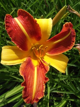 Hemerocallis 'Frans Hals' geen maat specificatie 0,55L/P9cm - afbeelding 9