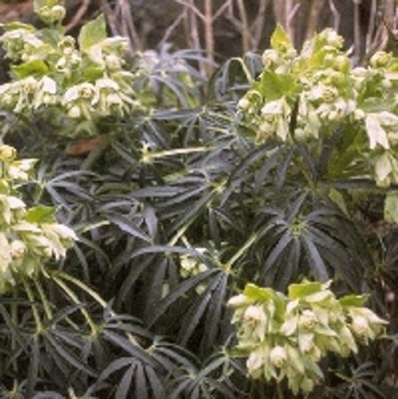 Helleborus foetidus geen maat specificatie 0,55L/P9cm - afbeelding 5