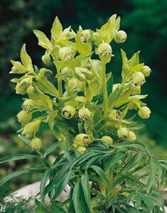 Helleborus foetidus geen maat specificatie 0,55L/P9cm - afbeelding 6