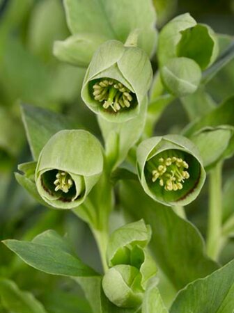 Helleborus foetidus geen maat specificatie 0,55L/P9cm - afbeelding 7
