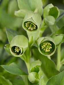 Helleborus foetidus geen maat specificatie 0,55L/P9cm - afbeelding 7