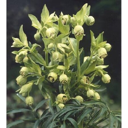 Helleborus foetidus geen maat specificatie 0,55L/P9cm - afbeelding 8