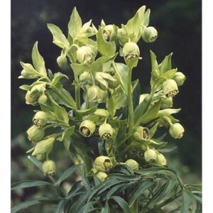 Helleborus foetidus geen maat specificatie 0,55L/P9cm - afbeelding 8