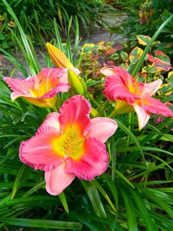 Hemerocallis 'Final Touch' geen maat specificatie 0,55L/P9cm - afbeelding 1