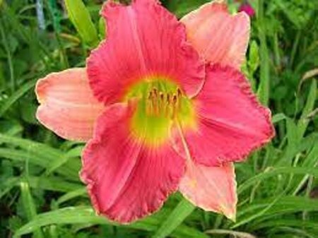 Hemerocallis 'Final Touch' geen maat specificatie 0,55L/P9cm - afbeelding 2