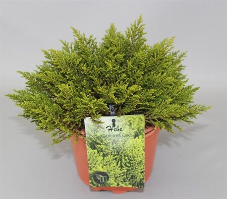 Hebe 'Golden Esk' geen maat specificatie cont. 2,0L - afbeelding 3