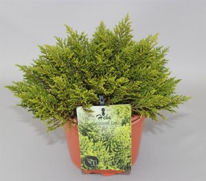 Hebe 'Golden Esk' geen maat specificatie cont. 2,0L - image 3