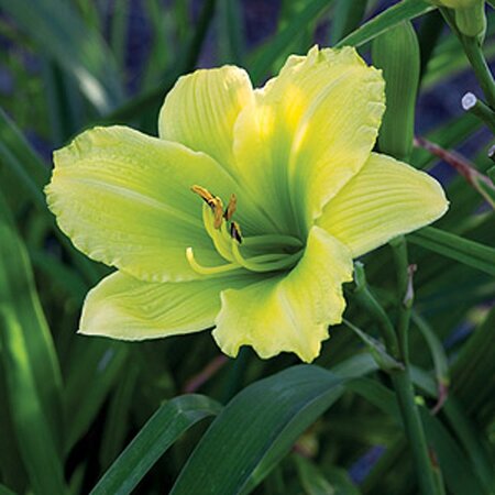 Hemerocallis 'Green Flutter' geen maat specificatie 0,55L/P9cm - afbeelding 3