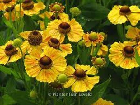Helenium 'Goldrausch' geen maat specificatie 0,55L/P9cm - afbeelding 2