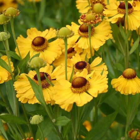 Helenium 'Goldrausch' geen maat specificatie 0,55L/P9cm - afbeelding 3