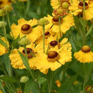 Helenium 'Goldrausch' geen maat specificatie 0,55L/P9cm - afbeelding 3