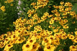 Helenium 'Goldrausch' geen maat specificatie 0,55L/P9cm