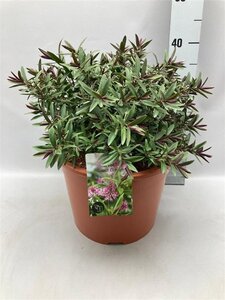 Hebe 'Great Orme' geen maat specificatie cont. 10L