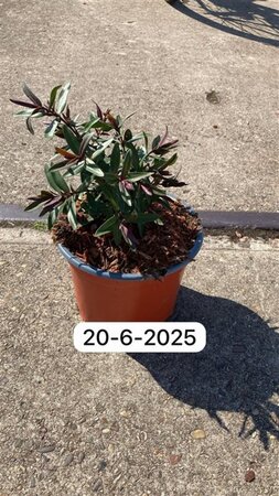 Hebe 'Great Orme' geen maat specificatie cont. 2,0L