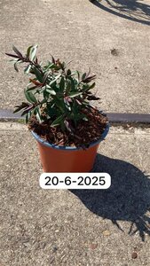 Hebe 'Great Orme' geen maat specificatie cont. 2,0L