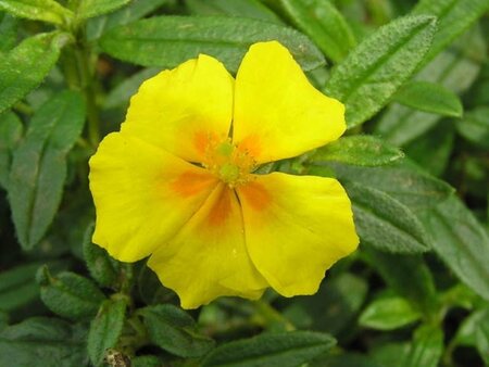 Helianthemum 'Golden Queen' geen maat specificatie 0,55L/P9cm - afbeelding 4