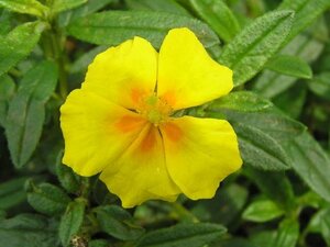 Helianthemum 'Golden Queen' geen maat specificatie 0,55L/P9cm - afbeelding 4