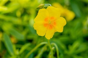 Helianthemum 'Golden Queen' geen maat specificatie 0,55L/P9cm