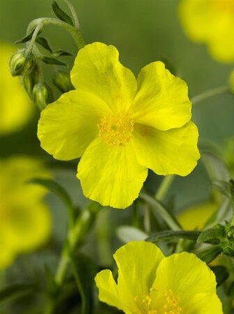 Helianthemum 'Golden Queen' geen maat specificatie 0,55L/P9cm - afbeelding 5