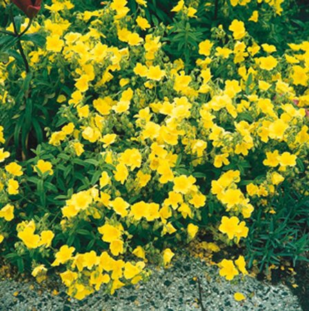 Helianthemum 'Golden Queen' geen maat specificatie 0,55L/P9cm - afbeelding 6