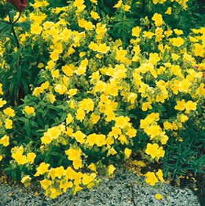 Helianthemum 'Golden Queen' geen maat specificatie 0,55L/P9cm - afbeelding 6