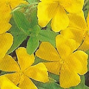 Helianthemum 'Golden Queen' geen maat specificatie 0,55L/P9cm - afbeelding 7