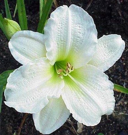 Hemerocallis 'Gentle Shepherd' geen maat specificatie 0,55L/P9cm - afbeelding 2