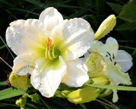 Hemerocallis 'Gentle Shepherd' geen maat specificatie 0,55L/P9cm - afbeelding 3
