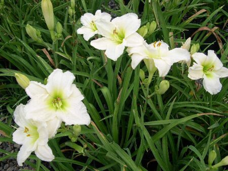Hemerocallis 'Gentle Shepherd' geen maat specificatie 0,55L/P9cm - afbeelding 4
