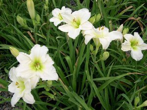 Hemerocallis 'Gentle Shepherd' geen maat specificatie 0,55L/P9cm - afbeelding 4