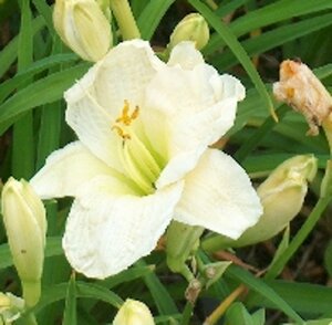 Hemerocallis 'Gentle Shepherd' geen maat specificatie 0,55L/P9cm - afbeelding 5